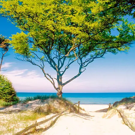 Sanddorn, Stranddistel